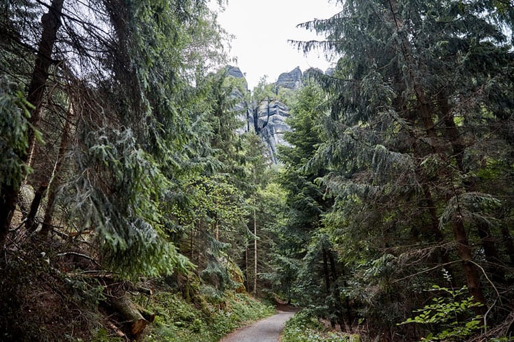 black forest 